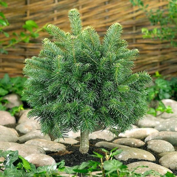 ЯЛИЦЯ СУБАЛЬПІЙСЬКА 'ГРІН ГЛОУБ' (Abies lasiocarpa Green Globe) 02.005.028 фото