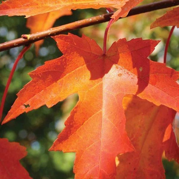 КЛЕН ФРІМАНА 'СІЄННА ГЛЕН' (Acer freemanii Sienna Glen) 01.001.090 фото