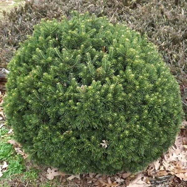 ЯЛИЦЯ СУБАЛЬПІЙСЬКА 'ГРІН ГЛОУБ' (Abies lasiocarpa Green Globe) 02.005.028 фото