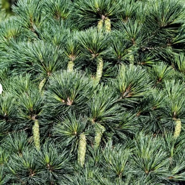 Сосна веймутова Макопін (Pinus strobus Macopin) 02.003.455 фото