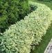 Дерен білий Елегантісіма К (Cornus alba Elegantissima C) 01.032.036 фото 2