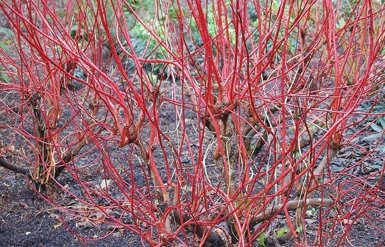 Дерен білий Елегантісіма К (Cornus alba Elegantissima C) 01.032.036 фото