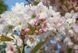 Вишня дрібнопильчаста &lsquo;Amanogawa&rsquo; (Prunus serrulata Amanogawa) 01.013.057 фото 3