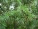 Сосна корейська Драгон Еіе (Pinus koraiensis Dragon Eye) 02.003.451 фото 3