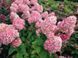ГОРТЕНЗІЯ ВОЛОТИСТА 'МЕДЖІКЕЛ КЕНДЛ' (Hydrangea paniculata Magical Candle) 01.034.092 фото 3