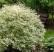 Дерен білий Елегантісіма К (Cornus alba Elegantissima C) 01.032.036 фото 1