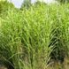 Міскантус сіненсіс Зебрінус (Miscanthus sinensis Zebrinus) 03.004.016 фото 3