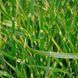 Міскантус сіненсіс Зебрінус (Miscanthus sinensis Zebrinus) 03.004.016 фото 2