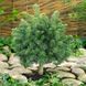 ЯЛИЦЯ СУБАЛЬПІЙСЬКА 'ГРІН ГЛОУБ' (Abies lasiocarpa Green Globe) 02.005.028 фото 2