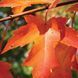КЛЕН ФРІМАНА 'СІЄННА ГЛЕН' (Acer freemanii Sienna Glen) 01.001.090 фото 2