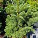 ЯЛИЦЯ СУБАЛЬПІЙСЬКА 'ГРІН ГЛОУБ' (Abies lasiocarpa Green Globe) 02.005.028 фото 1