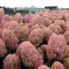 ГОРТЕНЗІЯ ВОЛОТИСТА 'МЕДЖІКЕЛ КЕНДЛ' (Hydrangea paniculata Magical Candle) 01.034.092 фото 1