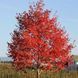 КЛЕН ФРІМАНА 'СІЄННА ГЛЕН' (Acer freemanii Sienna Glen) 01.001.090 фото 1