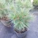 Сосна веймутова Макопін (Pinus strobus Macopin) 02.003.455 фото 1