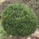 ЯЛИЦЯ СУБАЛЬПІЙСЬКА 'ГРІН ГЛОУБ' (Abies lasiocarpa Green Globe) 02.005.028 фото 3