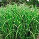 Міскантус сіненсіс Зебрінус (Miscanthus sinensis Zebrinus) 03.004.016 фото 1