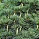 Сосна веймутова Макопін (Pinus strobus Macopin) 02.003.455 фото 2