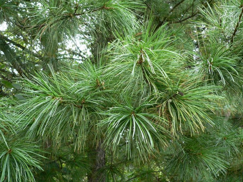 Сосна корейська Драгон Еіе (Pinus koraiensis Dragon Eye) 02.003.451 фото