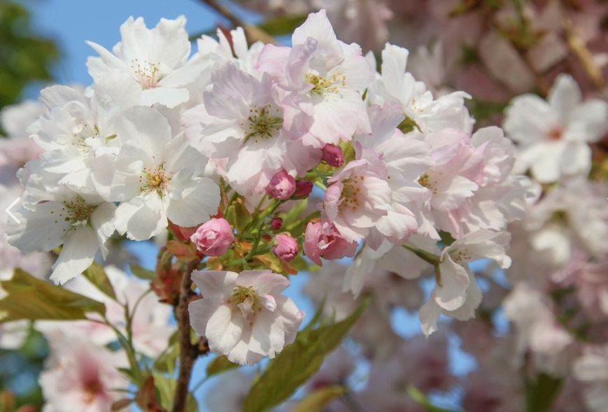 Вишня дрібнопильчаста &lsquo;Amanogawa&rsquo; (Prunus serrulata Amanogawa) 01.013.057 фото