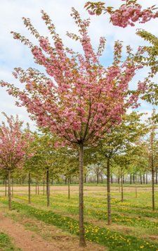 ВИШНЯ ДРІБНОПИЛЬЧАСТА 'КАНЗАН' К (Prunus serrulata Kanzan C) 01.013.014 фото