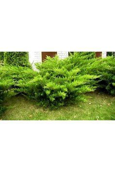 ЯЛІВЕЦЬ СЕРЕДНІЙ 'МІНТ ДЖУЛІП' (Juniperus media Mint Julep) 02.009.179 фото