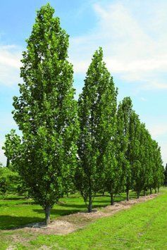 Тюльпанове дерево Фастігіатум (Liriodendron tulipifera Fastigiata) 01.019.005 фото