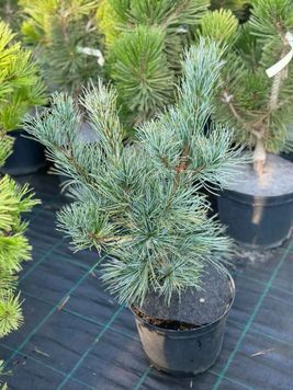 Сосна корейська Сілвераі К (Pinus koraiensis Silveray C) 02.003.417 фото