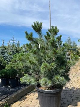 Сосна веймутова Макопін (Pinus strobus Macopin) 02.003.456 фото