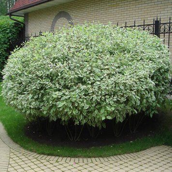 Дерен білий Елегантісіма К (Cornus alba Elegantissima C) 01.032.043 фото