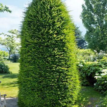 ТИС СЕРЕДНІЙ 'ГРОНЛАНД' (Taxus media Groenland) 02.004.164 фото