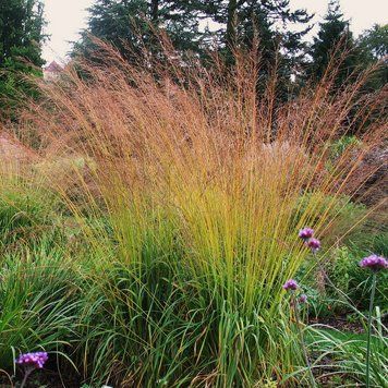 Молінія голуба 3 (Molinia caerulea 3) 03.057.001 фото