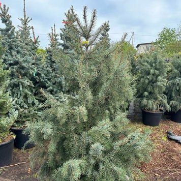 Ялина Бревера К/ (Picea breweriana) 02.002.219 фото