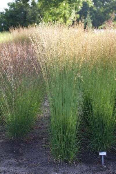 Молінія голуба 3 (Molinia caerulea 3) 03.057.001 фото