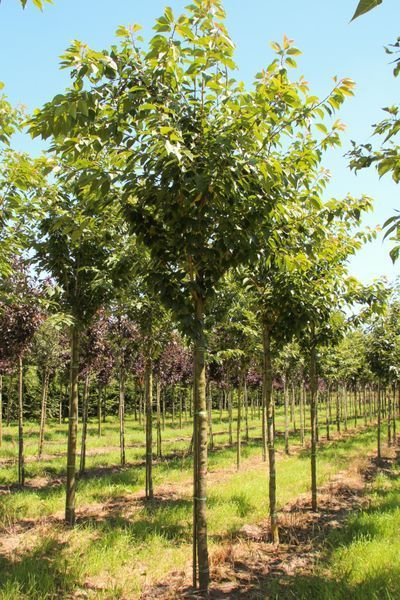 ВИШНЯ ДРІБНОПИЛЬЧАСТА 'КАНЗАН' К (Prunus serrulata Kanzan C) 01.013.014 фото