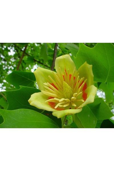 Тюльпанове дерево Фастігіатум (Liriodendron tulipifera Fastigiata) 01.019.005 фото