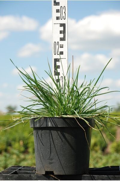 Молінія голуба 3 (Molinia caerulea 3) 03.057.001 фото