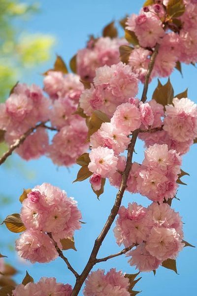 ВИШНЯ ДРІБНОПИЛЬЧАСТА 'КАНЗАН' К (Prunus serrulata Kanzan C) 01.013.014 фото