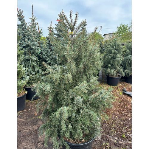 Ялина Бревера К/ (Picea breweriana) 02.002.219 фото