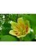 Тюльпанове дерево Фастігіатум (Liriodendron tulipifera Fastigiata) 01.019.005 фото 2