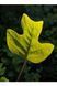 Тюльпанове дерево Фастігіатум (Liriodendron tulipifera Fastigiata) 01.019.005 фото 3