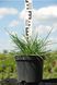 Молінія голуба 3 (Molinia caerulea 3) 03.057.001 фото 4