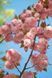 ВИШНЯ ДРІБНОПИЛЬЧАСТА 'КАНЗАН' К (Prunus serrulata Kanzan C) 01.013.014 фото 2