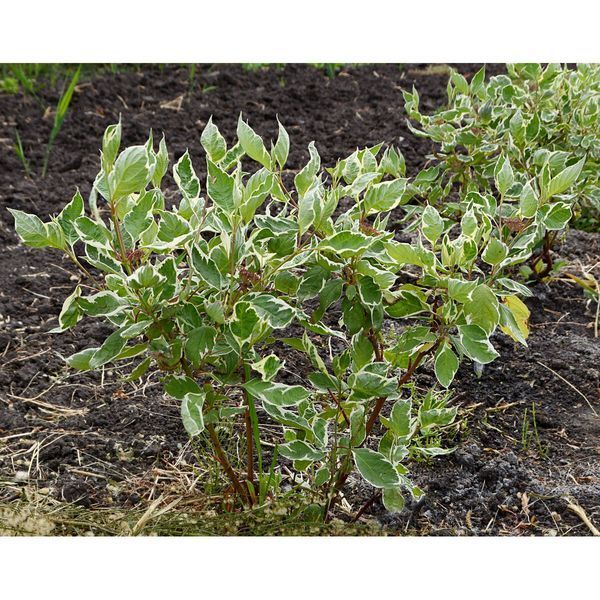 Дерен білий Елегантісіма К (Cornus alba Elegantissima C) 01.032.043 фото
