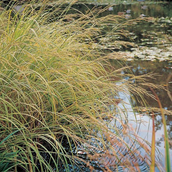 Молінія голуба 3 (Molinia caerulea 3) 03.057.001 фото