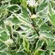 Дерен білий Елегантісіма К (Cornus alba Elegantissima C) 01.032.043 фото 2