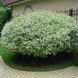 Дерен білий Елегантісіма К (Cornus alba Elegantissima C) 01.032.043 фото 1