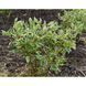 Дерен білий Елегантісіма К (Cornus alba Elegantissima C) 01.032.043 фото 3