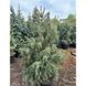 Ялина Бревера К/ (Picea breweriana) 02.002.219 фото 2