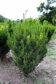 ТИС СЕРЕДНІЙ 'ГРОНЛАНД' (Taxus media Groenland) 02.004.166 фото
