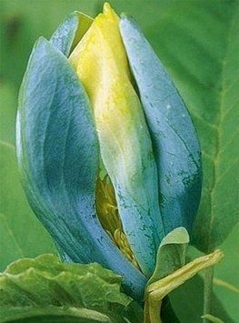 МАГНОЛІЯ ЗАГОСТРЕНА 'БЛУ ОПАЛ' (Magnolia acuminata Blue Opal) 01.003.001 фото